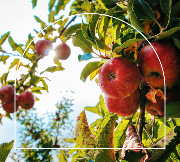 Close-up of ripe red apples hanging from a sunlit tree branch with green leaves, framed by a white semi-circle, with more apple trees and bright sky in background.