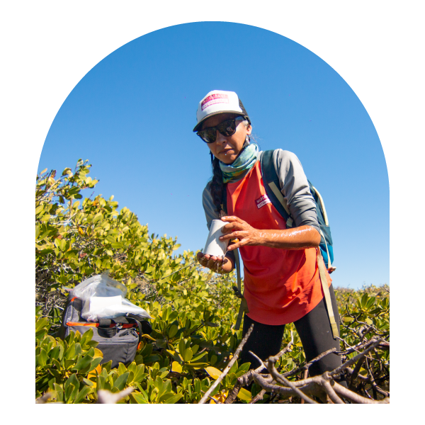 Person conducting fieldwork in a mangrove ecosystem, collecting a water sample while standing among coastal vegetation under a clear blue sky with scientific equipment nearby.